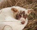 Νησί Ημαθίας: Αρρώστησε ο σκύλος ή του έκαψαν τα μάτια;
